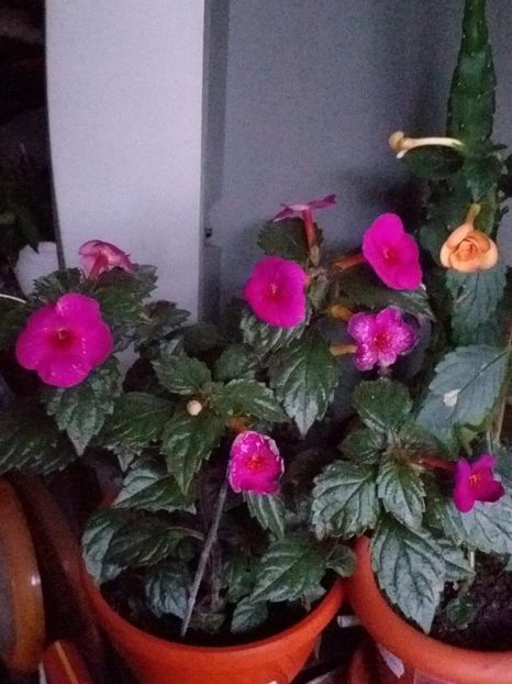 received_587921346366010 - ACHIMENES