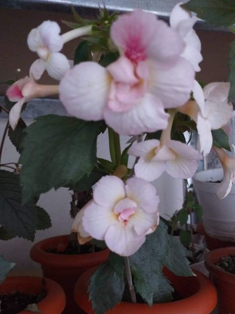 received_775491863703943 - ACHIMENES