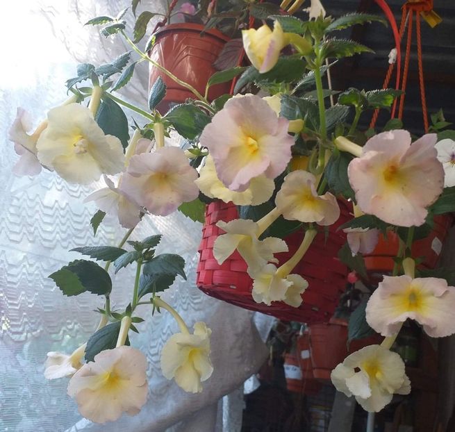 received_1203598873542639 - ACHIMENES