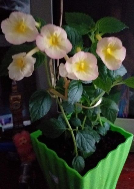 received_1154735225441616 - ACHIMENES