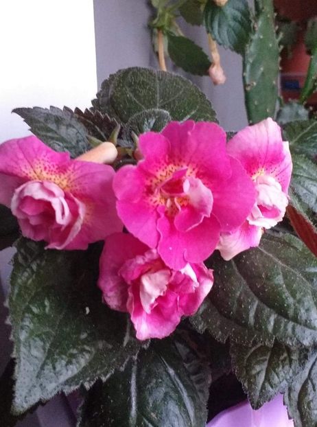 received_484147889980246 - ACHIMENES