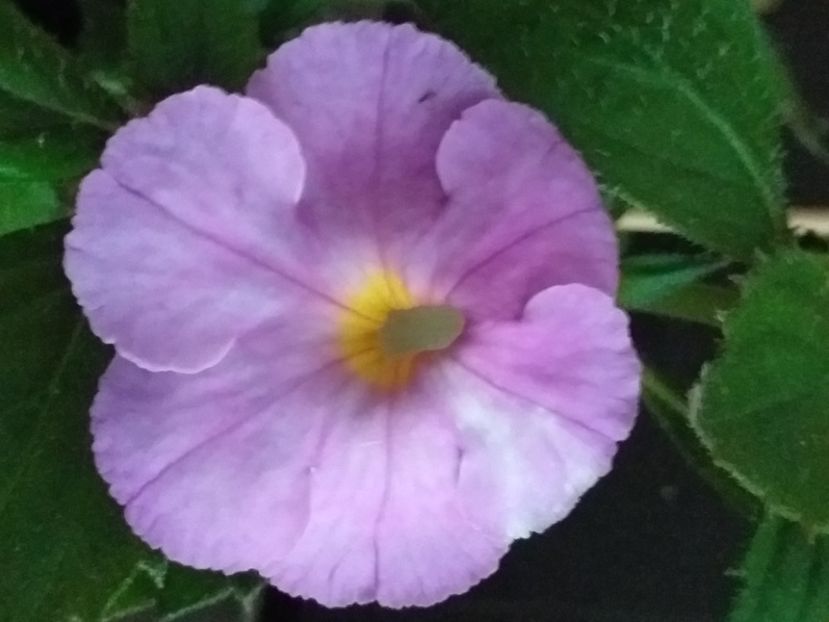 BriD's  Morgensonne - ACHIMENES - 2024