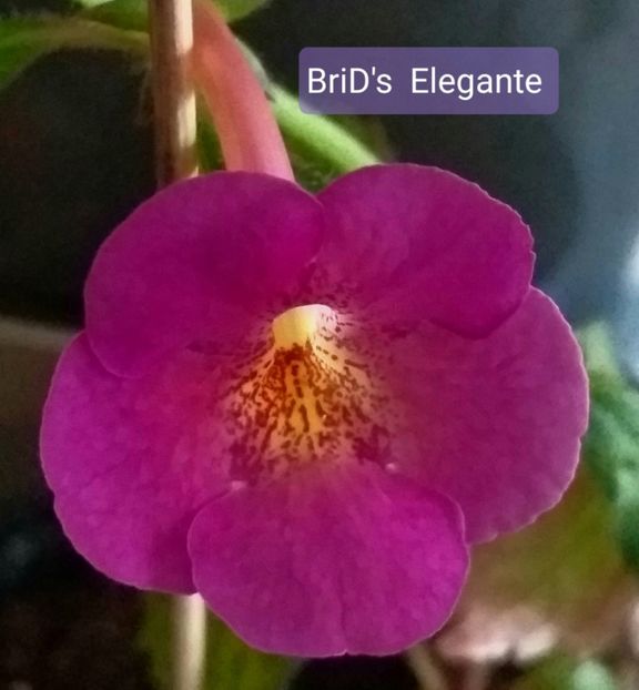 BriD's  Elegante - ACHIMENES - 2024