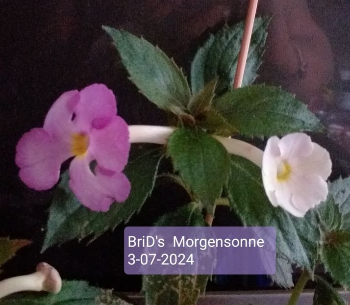 BriD's  Morgensonne - ACHIMENES - 2024