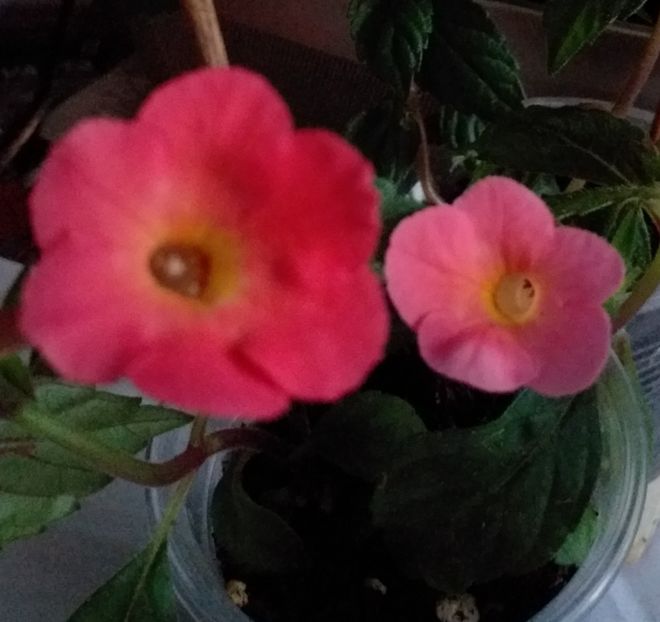 Grenadine - ACHIMENES - 2024