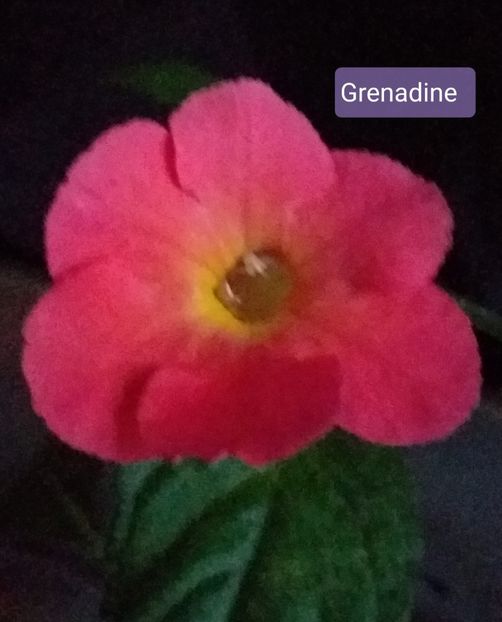 Grenadine - ACHIMENES - 2024
