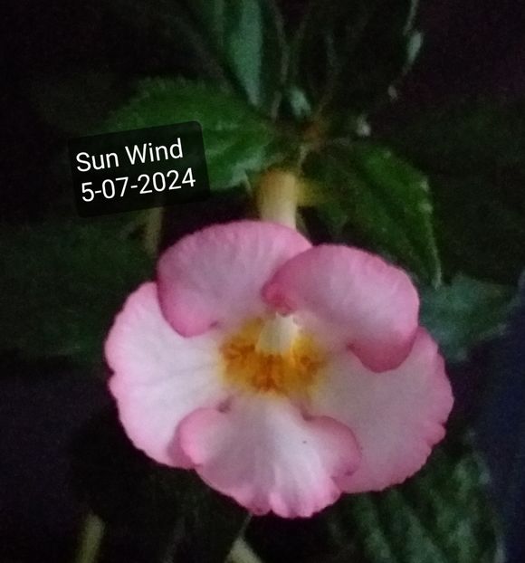 Sun Wind - ACHIMENES - 2024
