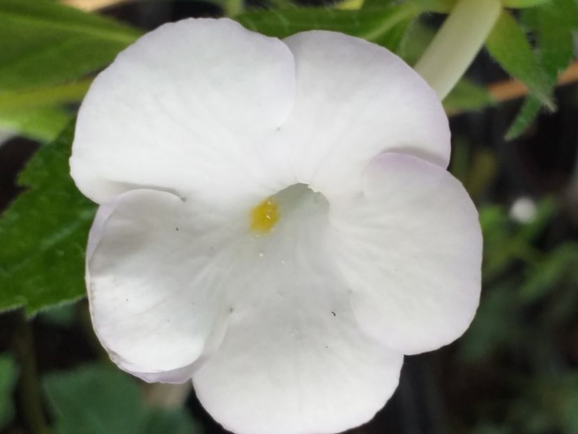 HIMALAYAN  ANGEL - ACHIMENES - 2024
