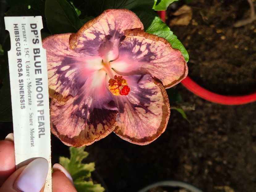  - Dps blue moon pearl