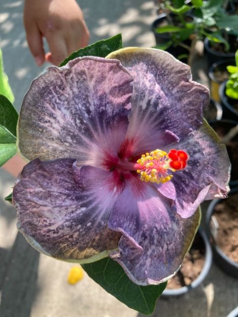 received_563595899268254 - White daimons