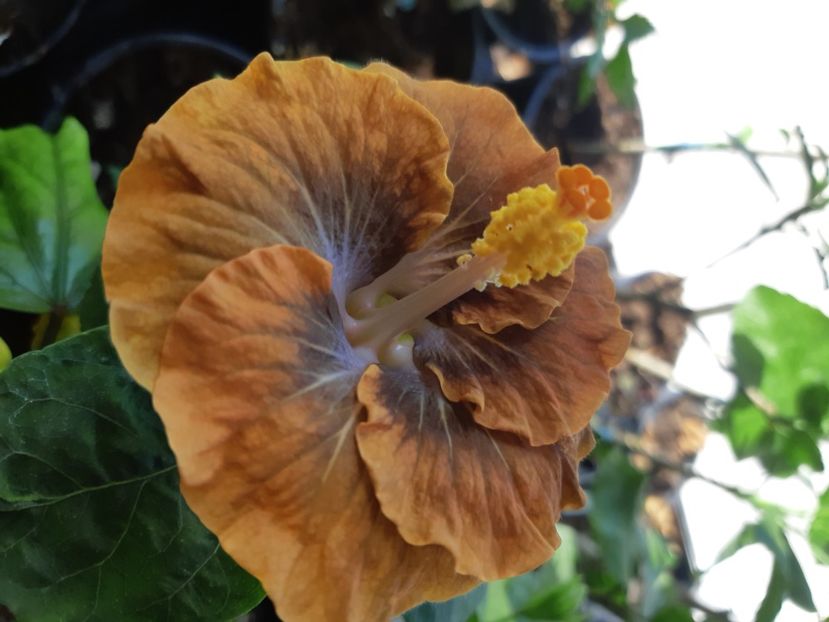  - Miaoli apple green