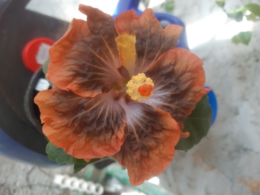  - Miaoli apple green