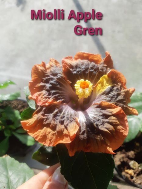  - Miaoli apple green