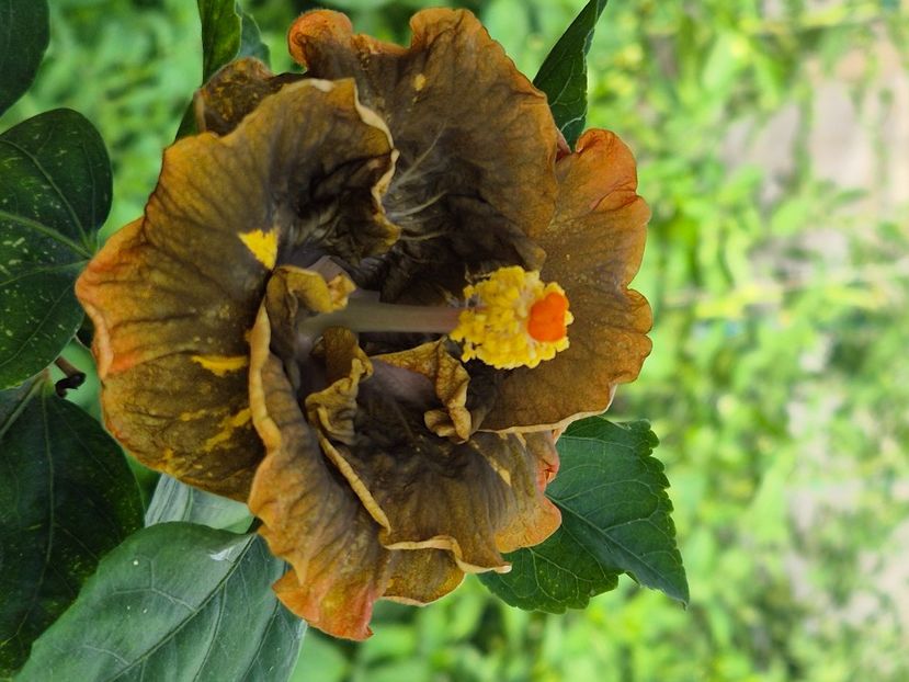  - Miaoli apple green