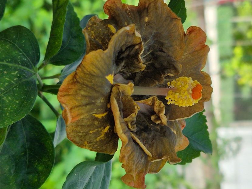  - Miaoli apple green