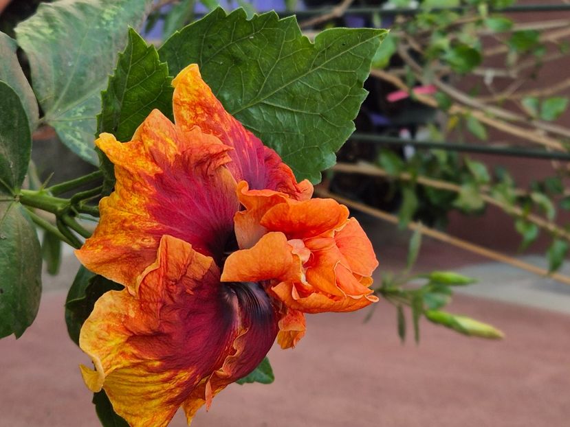  - Necunoscut rosu cu galben batut