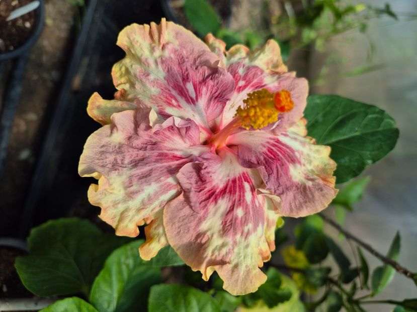  - Asia rosetti nebula