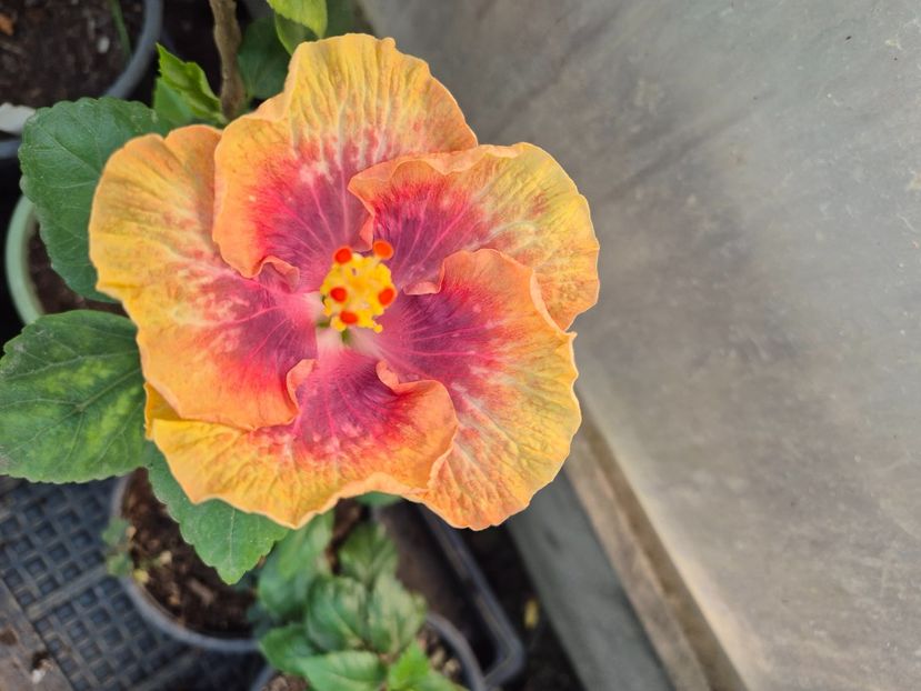  - Taiwan magic stoat