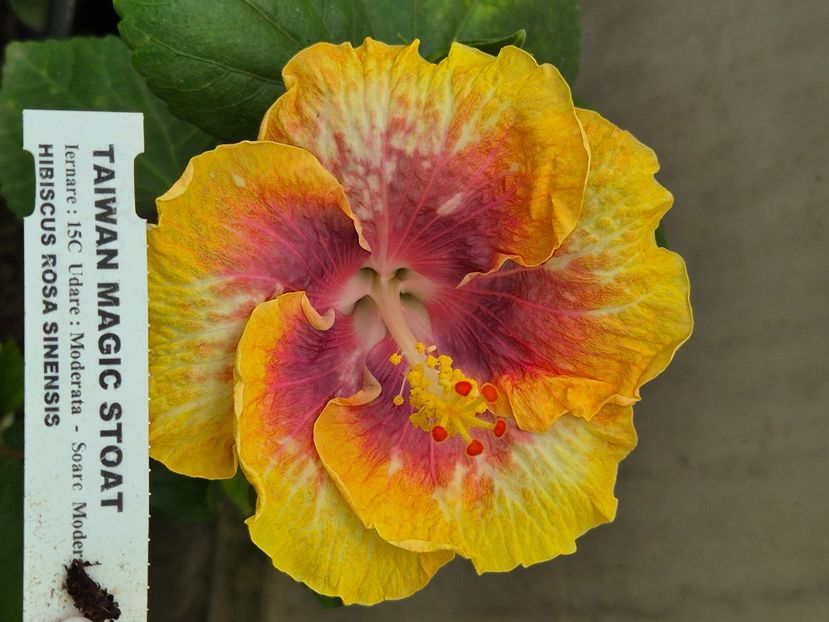  - Taiwan magic stoat