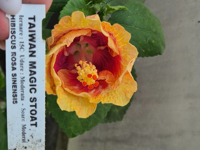  - Taiwan magic stoat