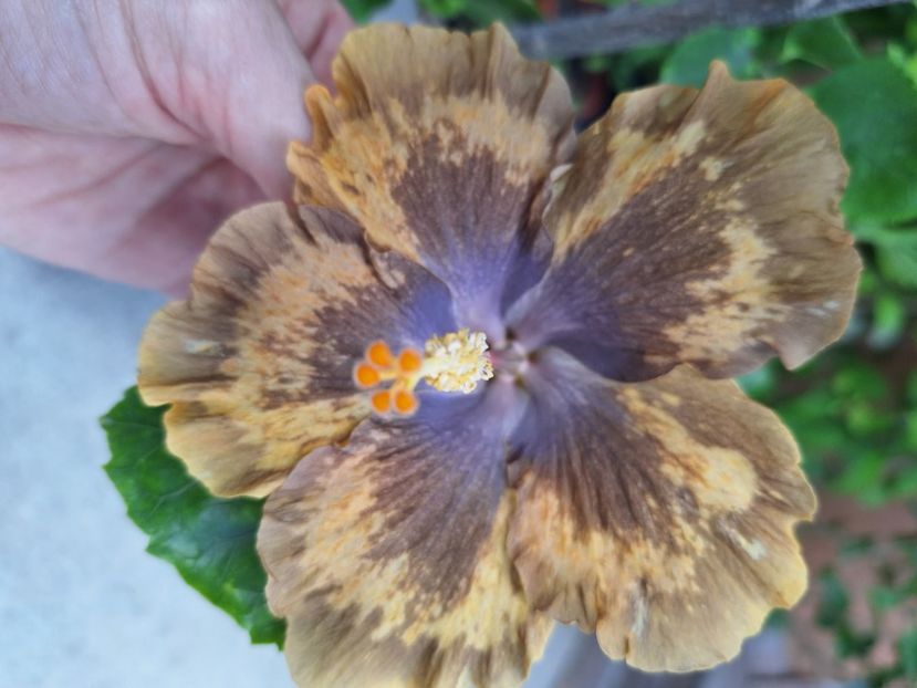  - Hibi Bo Den Beethoven Squared