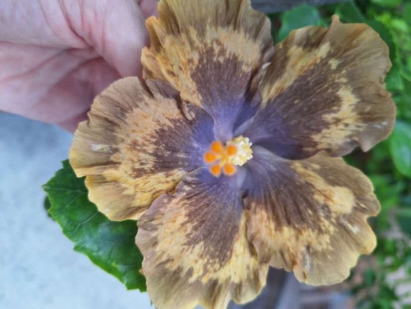  - Hibi Bo Den Beethoven Squared