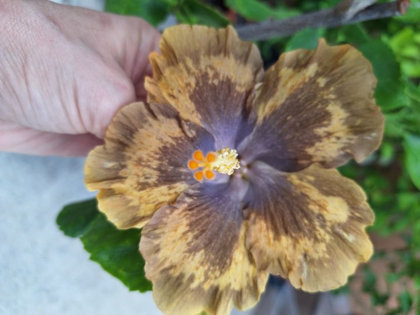  - Hibi Bo Den Beethoven Squared