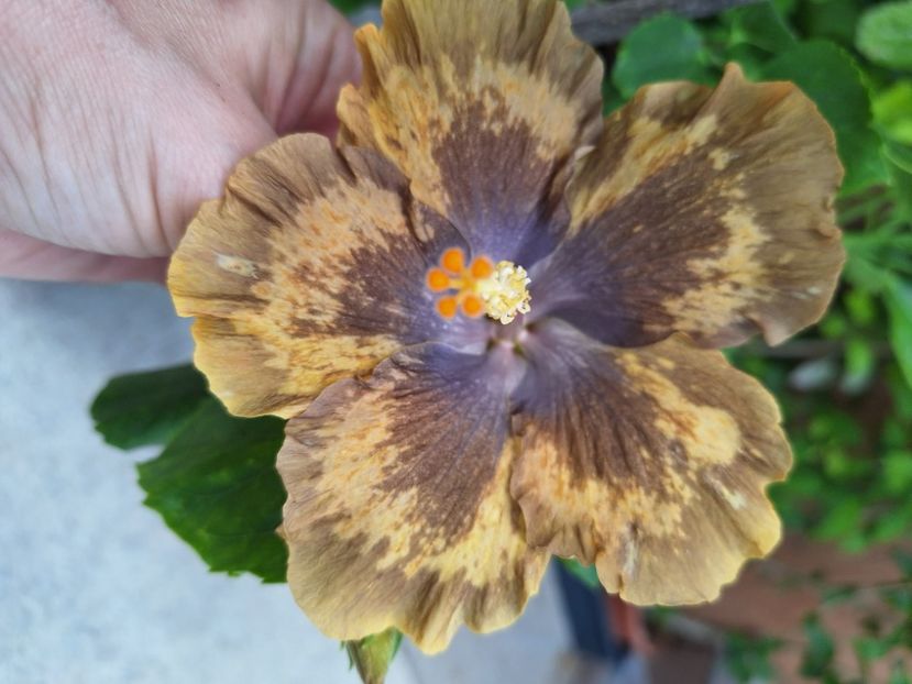  - Hibi Bo Den Beethoven Squared