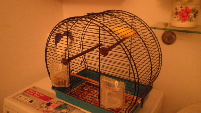 CARTUS - CANARUSUL MEU CANTARET - CONTACT