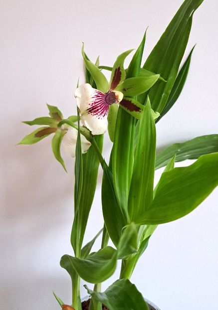  - Zygopetalum