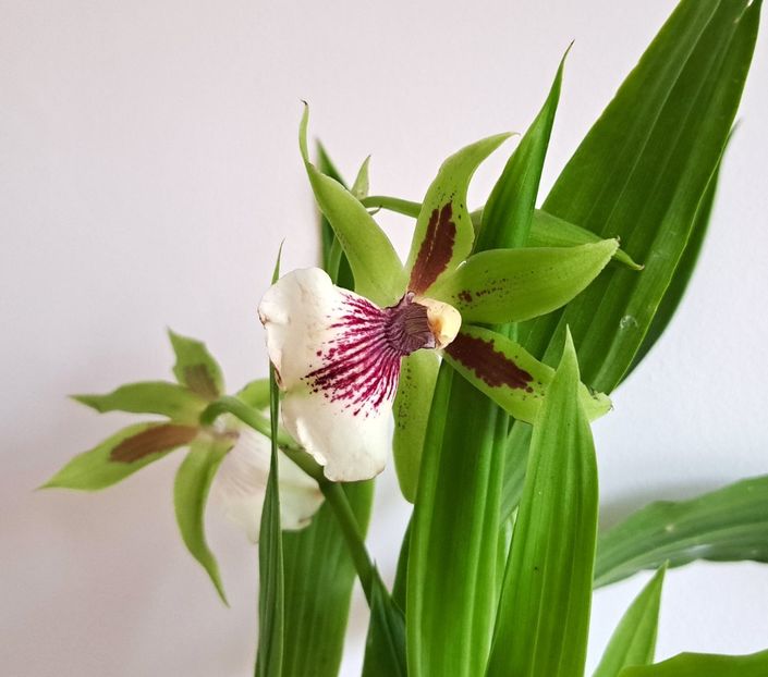  - Zygopetalum