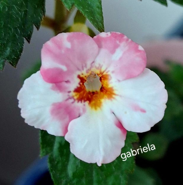 Rozi Rosa - Achimenes