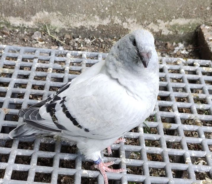 PL24-JRS3 ® - b- SAMICZKI-Females