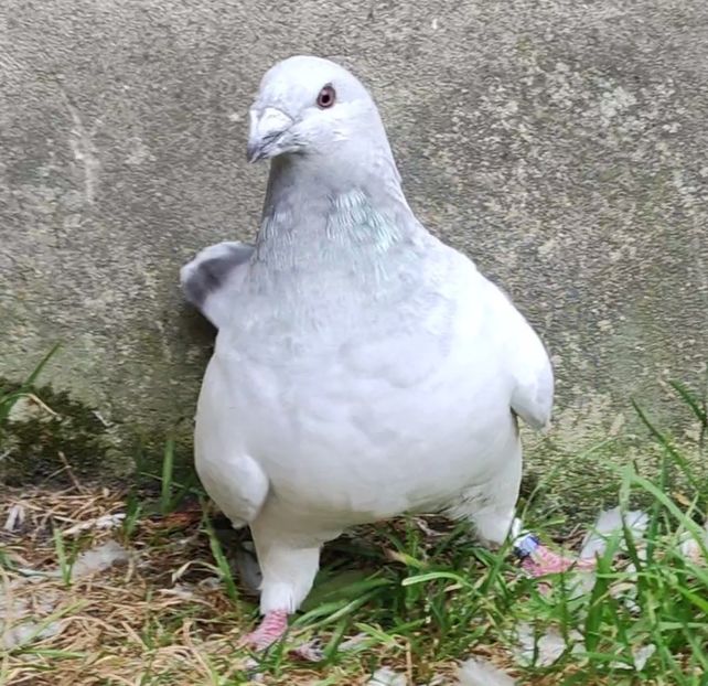 PL24-JRS1 ® - a- SAMCE- Males