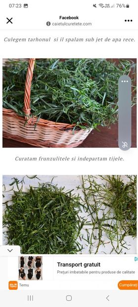 Screenshot_20240706_072340_Facebook - Tarhon in otet pentru iarna