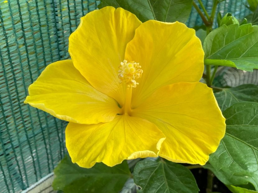  - Clasici - Apricot Dublu și Alb Dublu