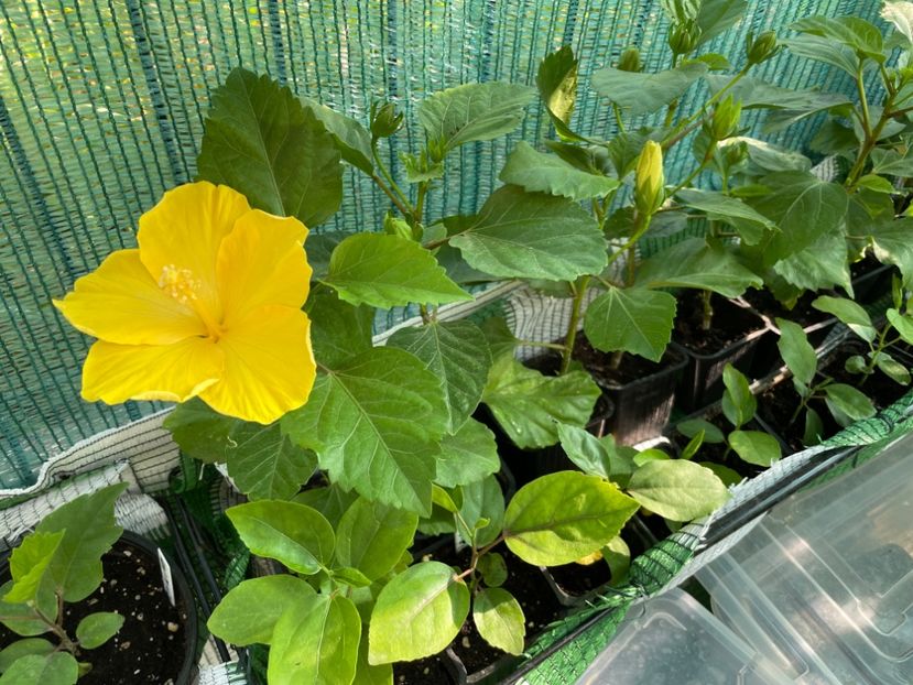  - 001 - Hibiscusi 2024 - 1