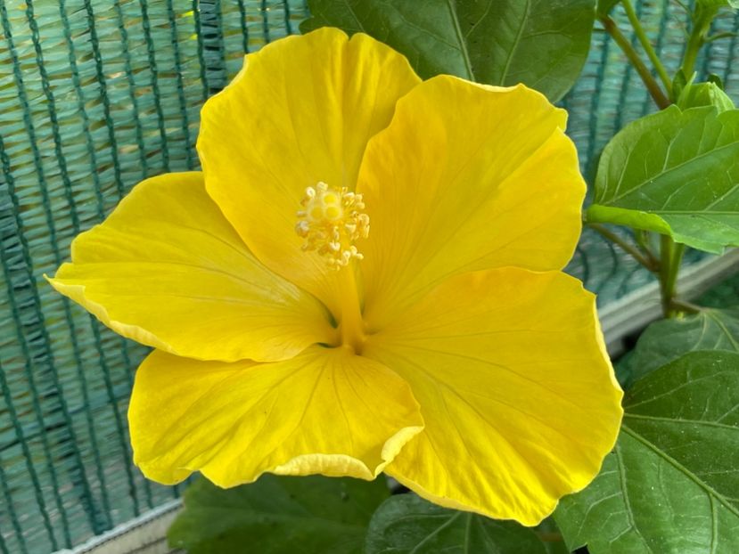  - 001 - Hibiscusi 2024 - 1