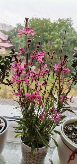 Floarea albinelor - 2024 flori în balcon