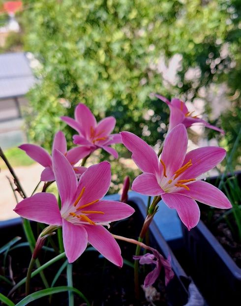  - ZZ Zephiranthes