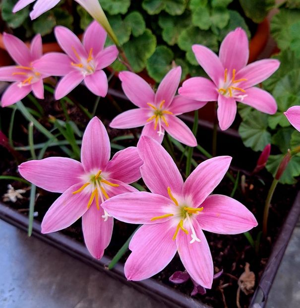  - ZZ Zephiranthes