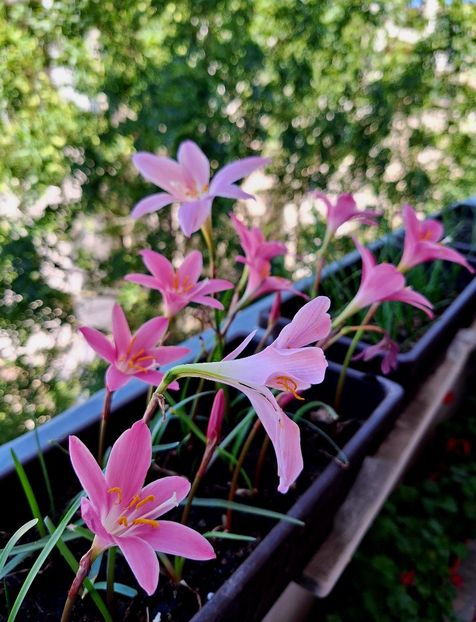  - ZZ Zephiranthes