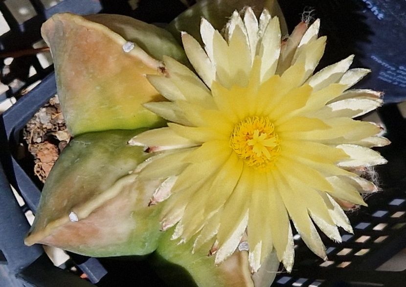  - Astrophytum