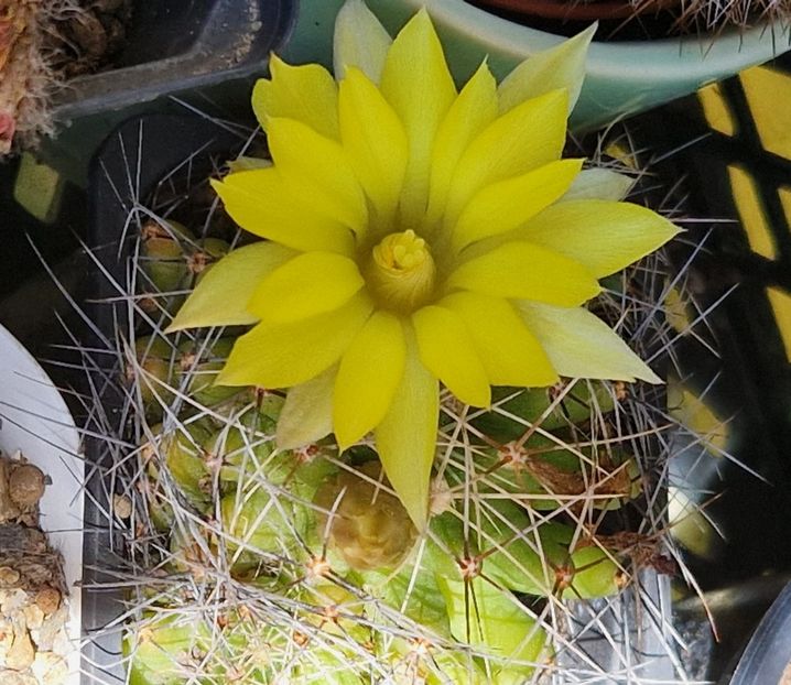 M longimama - Mammillaria