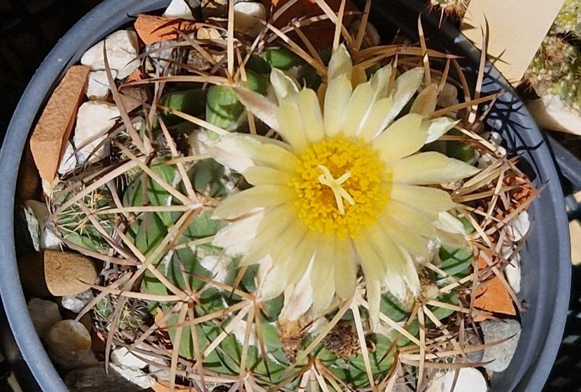 Coryphanta sulcolanata - Cactusi si suculente 2020-2021-2022-2023- 2024