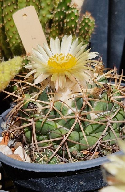  - Cactusi si suculente 2020-2021-2022-2023- 2024