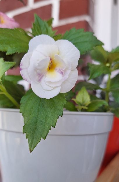 28. Summer Clouds - 15 Achimenes 2024