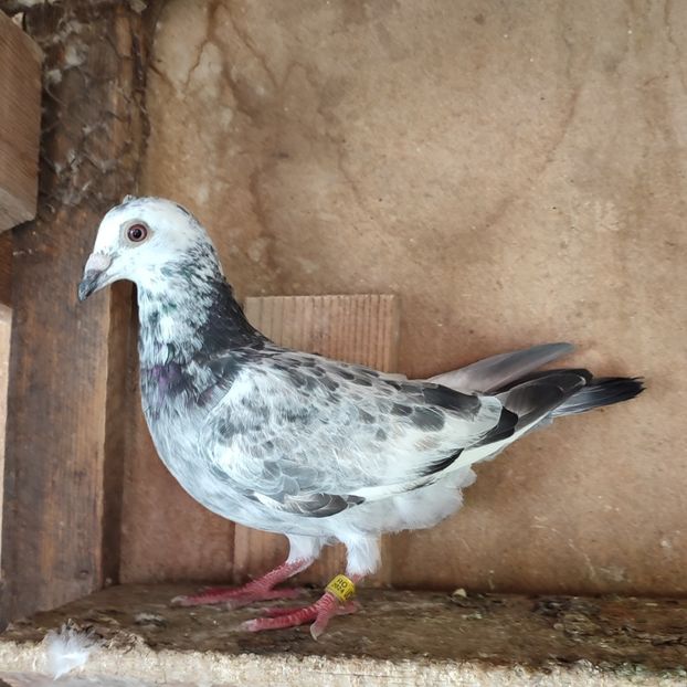 Pui 24-867 - Porumbei vanduti