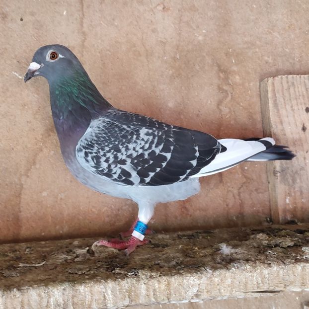 Femela 21-483 - Porumbei vanduti