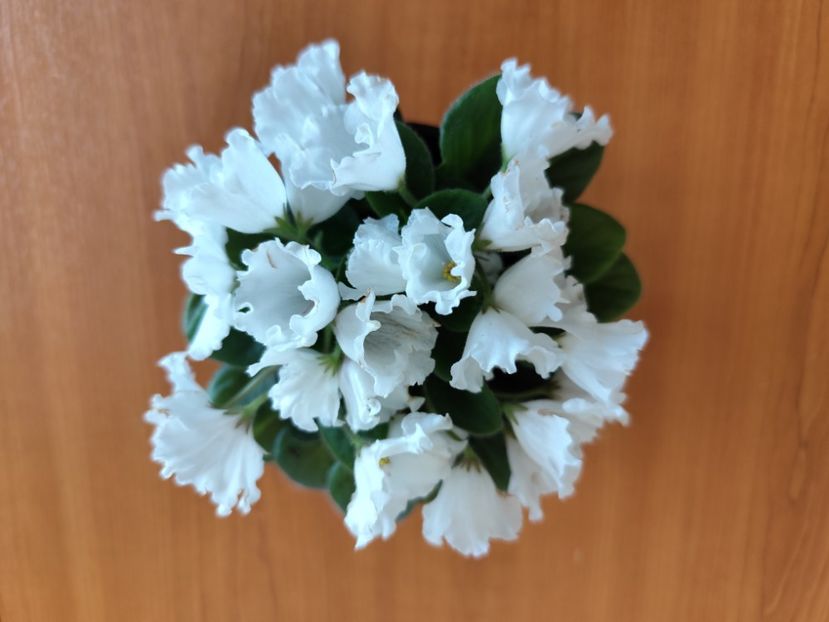 6 iulie 2024 - Alan s White Feather